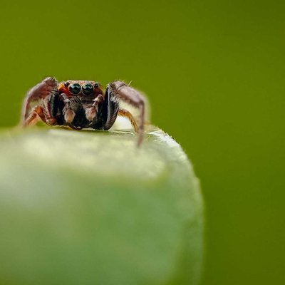 jump spider