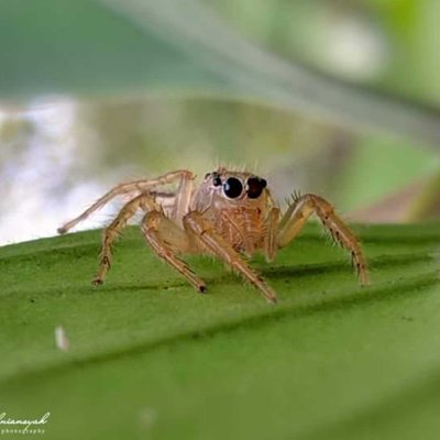 Telamonia dimidiata

Laba-laba
