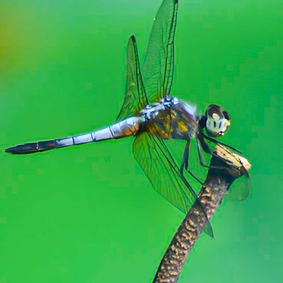 Dragonfly 