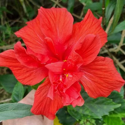 Hibisco vermelho