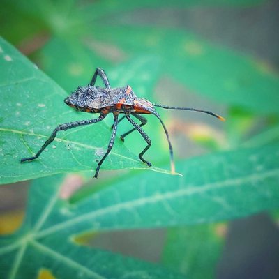 Leptoglossus phyllopus atau kutu kaki daun timur