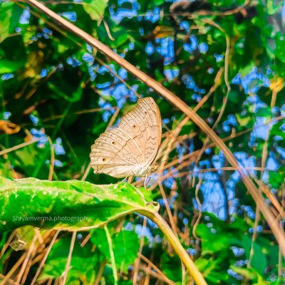 Butterfly Beauty 🦋 