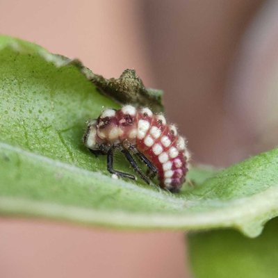 Larva of Ladybug 🐞
