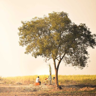 Sugarcane seller sitting under a tree
