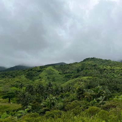 🏞️🌴