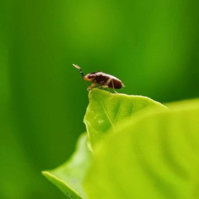Bug's Macro pindle