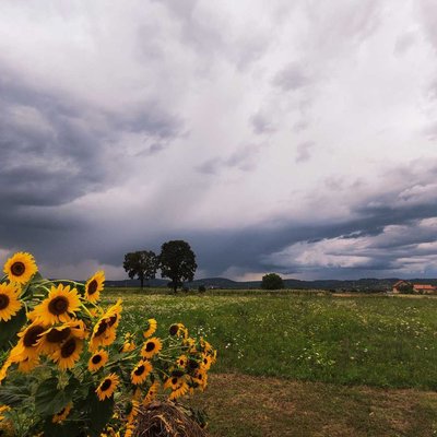 Sad sunflower before the storm