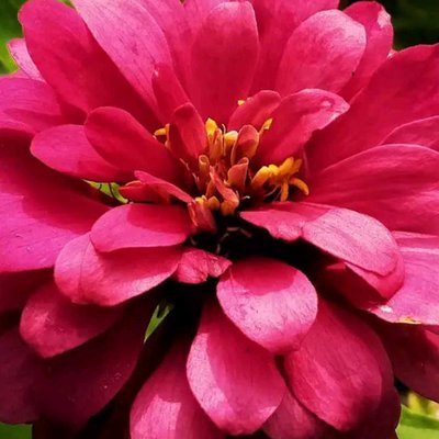 zinia 