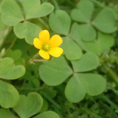 flower from nature