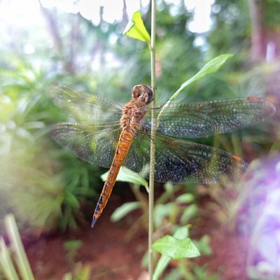 Capung ciwet