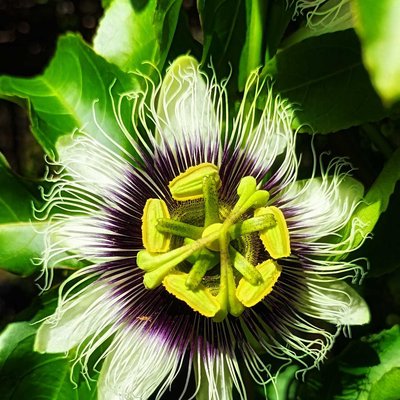 Markisa Flower 