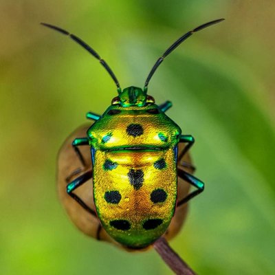 Jewel Bug 