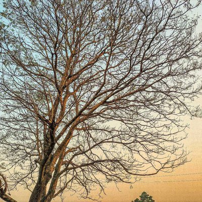 "Silent Strength: The Beauty of Resilience"