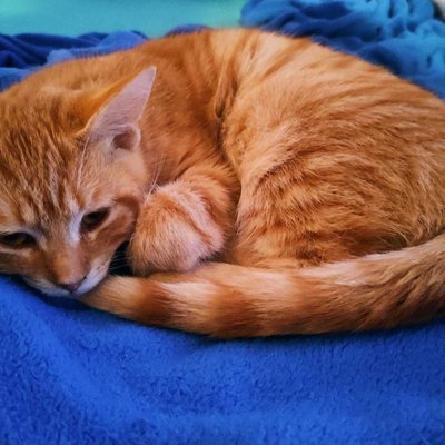 sleepy chewbaccat