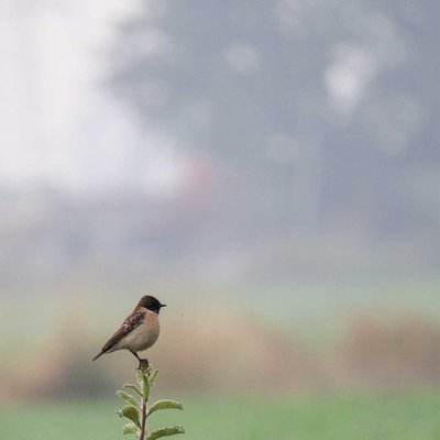 the african stone chat