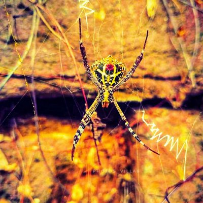 SPIDER 🕸️🕷️