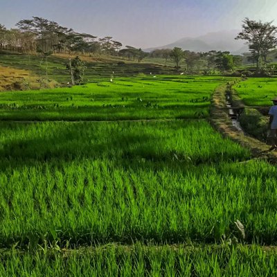 Petani