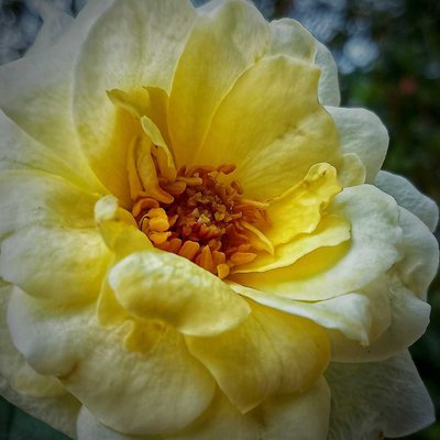 Macro bunga
