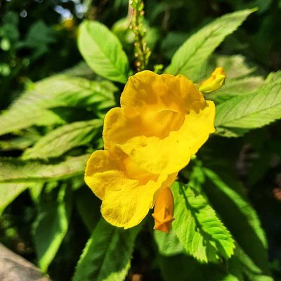 Natural photography 