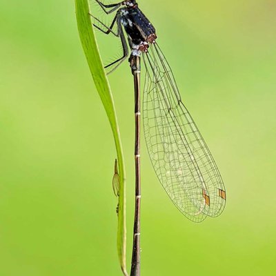 Damselfly 