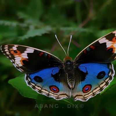 Beautiful Butterfly 🦋