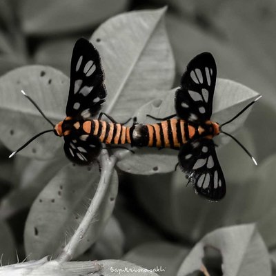 Photo Macro