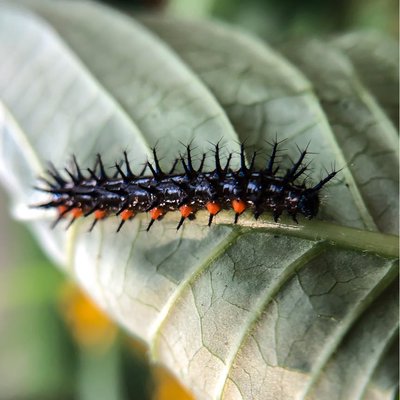 Doleschallia bisaltide