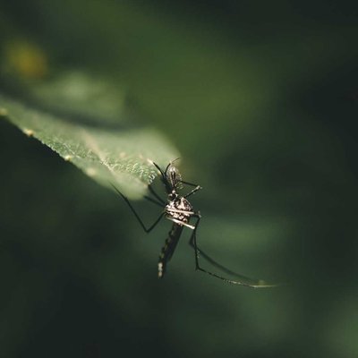 Pitcher Plant Mosquito