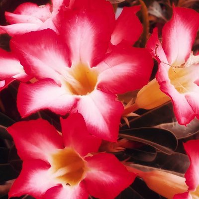 Adenium
