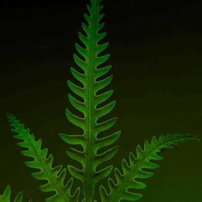 Polypodiophyta