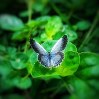 Butterfly 🦋 