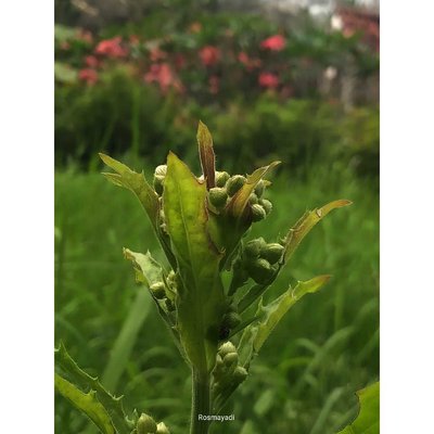 Selamat Pagi Dunia