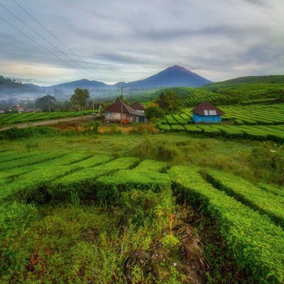 Kebun Teh Kayu Aro, Kerinci
