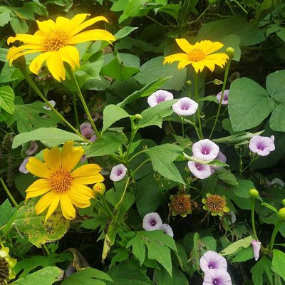 Todo florece en noviembre 