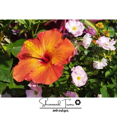 Orange Hibiscus
Hibiscus rosa-sinensis(Jasud 🌺)