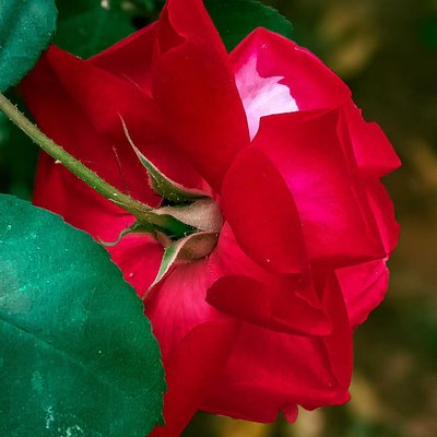 Rose 🌹