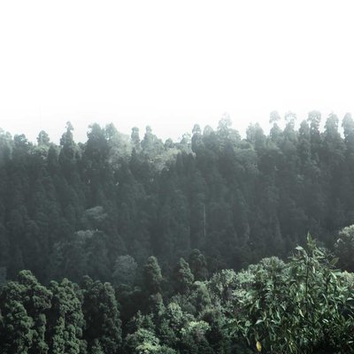 Pines