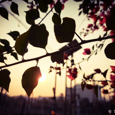 Sunset through a leaf