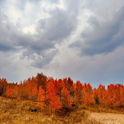 Orman / Forest