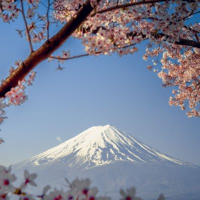 kawaguchiko lake cherry blossoms
