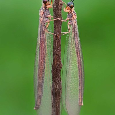 Friend 