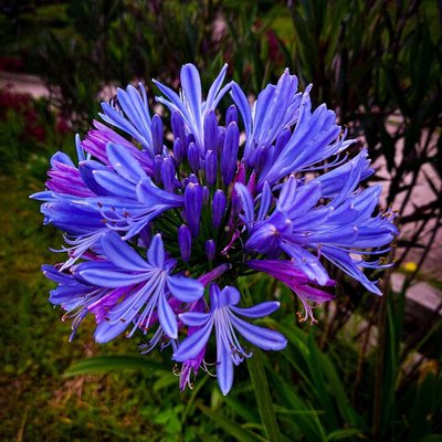Lily Africa