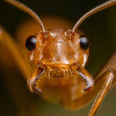 Ant 🐜
