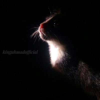 KUCING KAMPUNG 