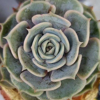 macro kaktus