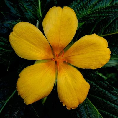 Beautiful turnera flower