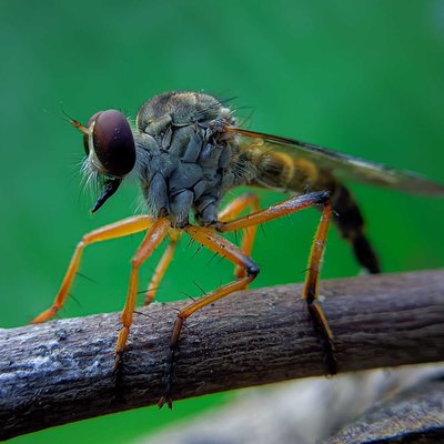 Asilidae