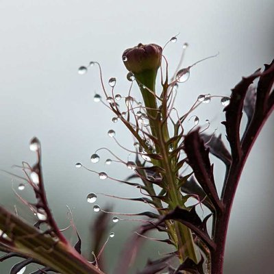 DEW DROPS
