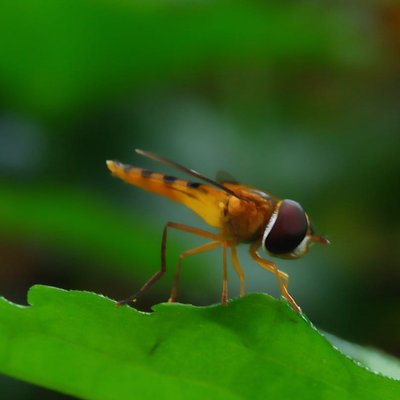 Hover flies