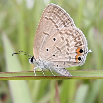 Euchrysops cnejus